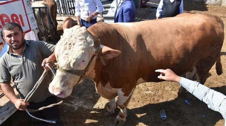 1 tonluk 'Talisca' ucuza gitti!