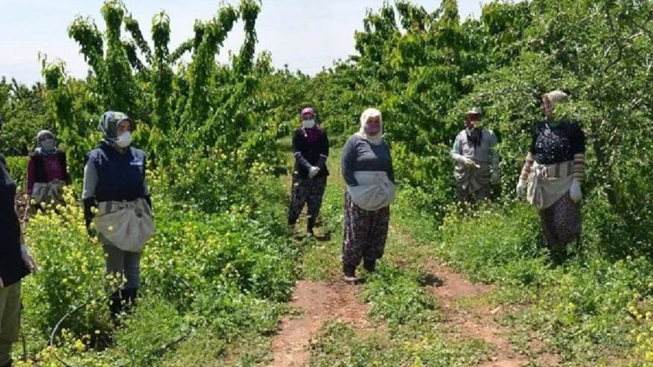 1 yılda meyve veriyor: Bu ağaçları dikenler 2 yılda evini, arabasını, yazlığını alıyor!