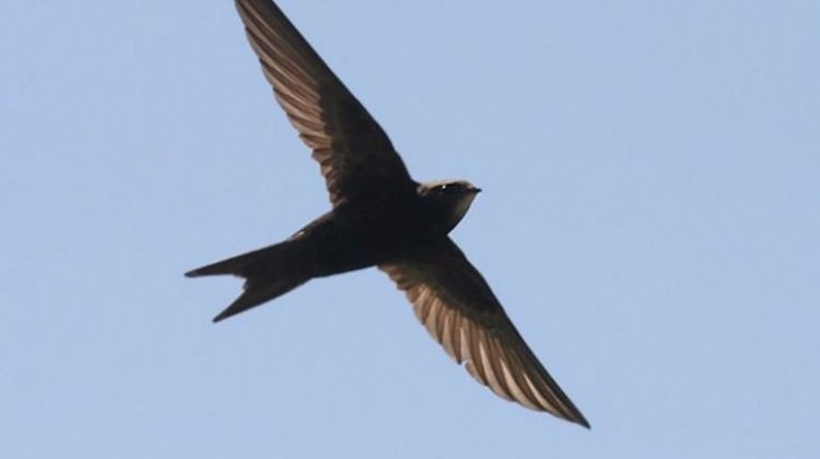 10 ay karaya değmeden uçan kuş