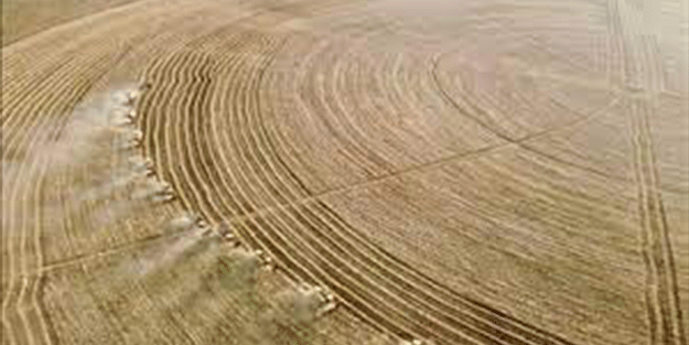 10 biçerdöver kese kese bitiremedi! Görenler 