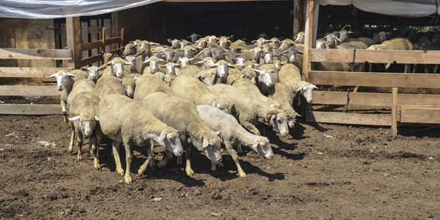 10 bin TL’ye çalışacak çoban bulamıyor!