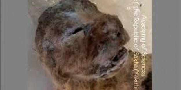 10 bin yıllık aslan kalıntıları bulundu