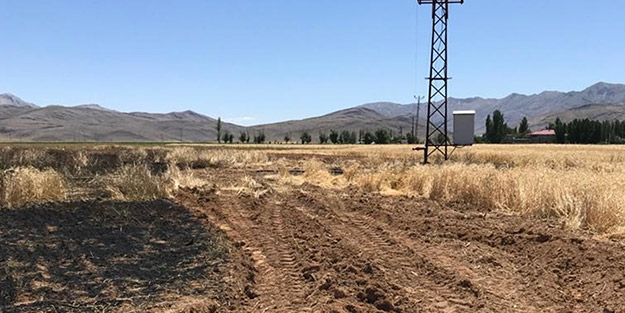 10 dönüm buğday karga yüzünden küle döndü