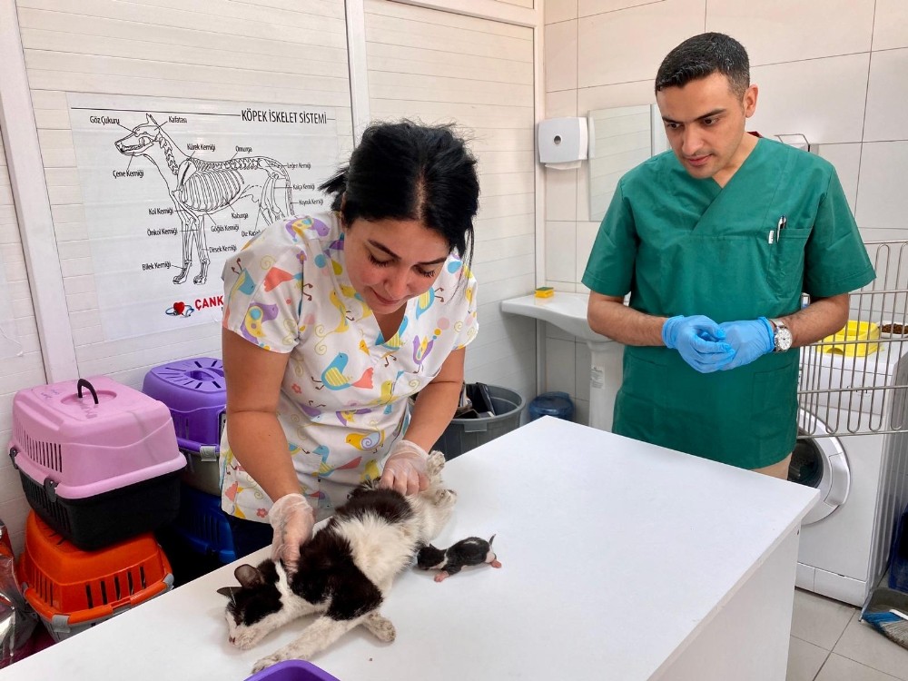 10 gramlık minik kedi 
