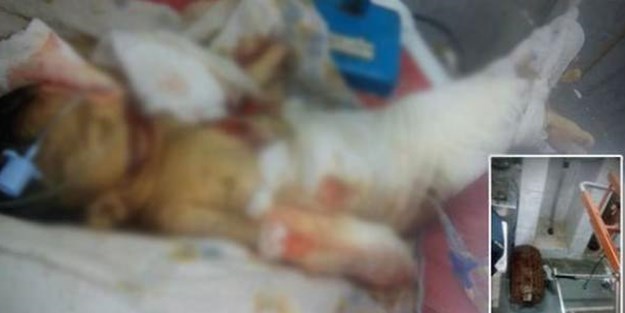 10 günlük bebeği fareler öldürdü!