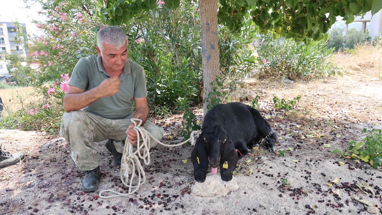 10 günlük firar son buldu! Keçinin akıbeti belli oldu