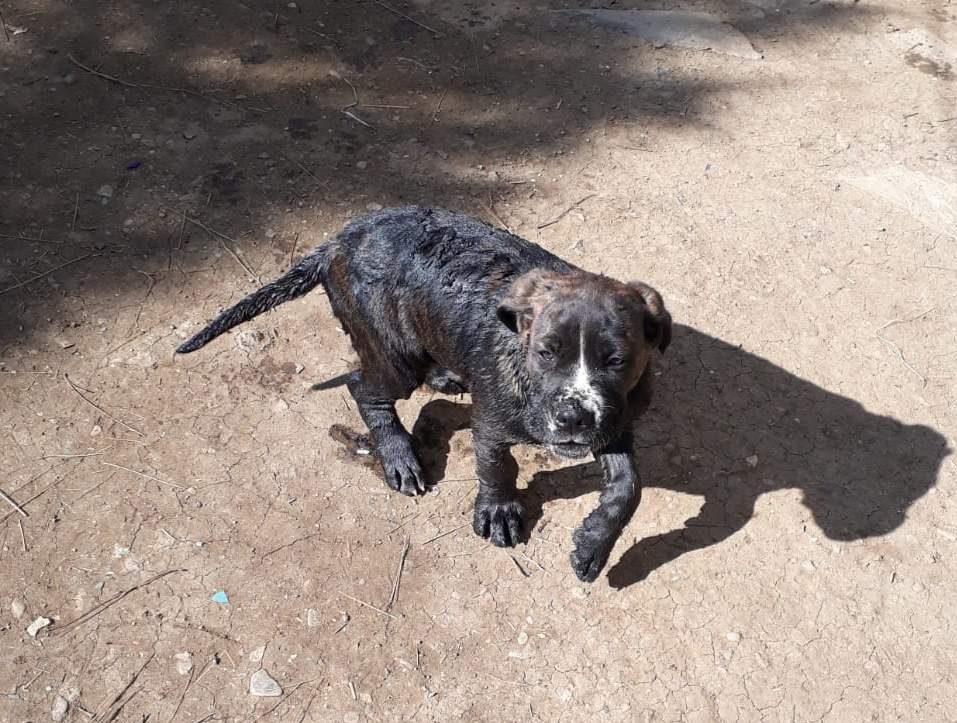 10 metrelik kuyuya düşen yavru köpeği itfaiye kurtardı 