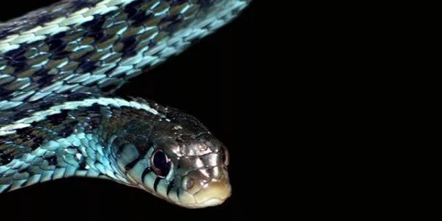 10 metrelik piton insan yuttu!