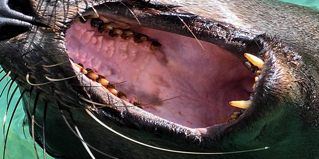 10 saniyede 26 defa ısırdılar! 'Öleceğim sandım'