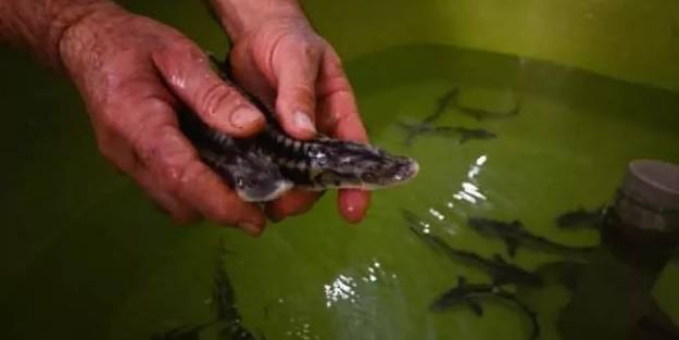 10 yıl önce yumurtaları Rusya'dan getirdi! Kilosu 2 bin ile 12 bin dolar arasında satılıyor