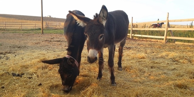 At ve eşek sayısında şüpheli düşüş