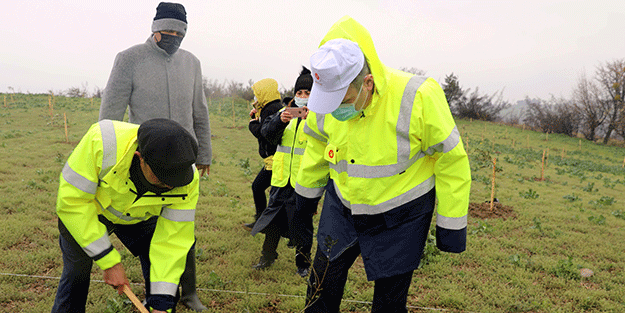 100 bin zeytin fidanı toprakla buluşturuldu