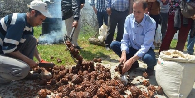 100 kilodan 1,5 kilo çıkıyor, kilosu 120 TL!