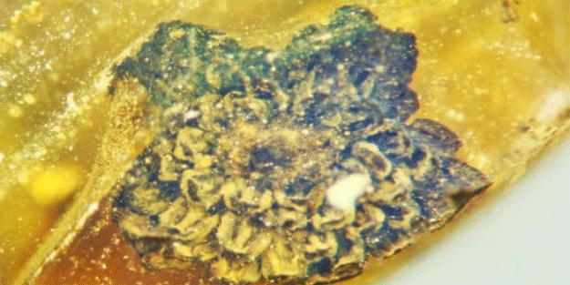 100 milyon yıl öncesine ait yeni bir çiçek türü keşfedildi