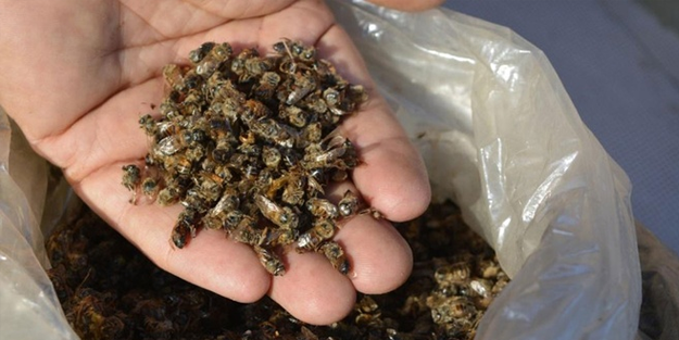 100 milyondan fazla arıyı böyle öldürdüler!