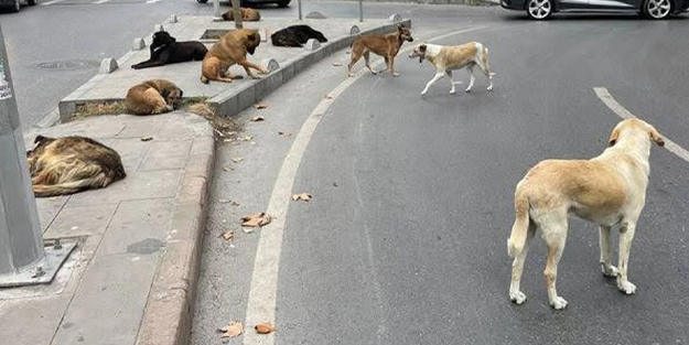 100 puanlık soru: Koskoca ülke başıboş köpek sorununu neden çözemiyor?