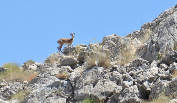 100 seneden sonra ilk kez görüldüler!