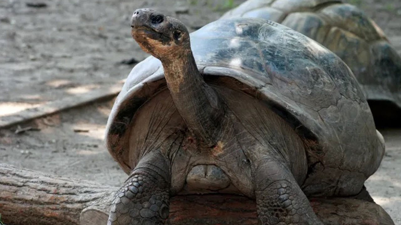 100 yaşında anne oldu! Tarihi doğum