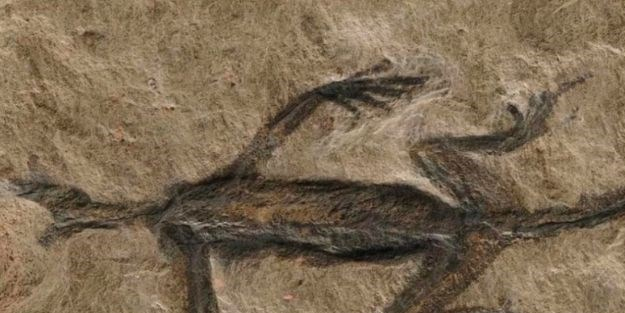 100 yıl önce bu fosil keşfedildi! Yapılan rapor şaşırttı! Olay sözler: sahte, ortaya çıktı! Önemli açıklamalar