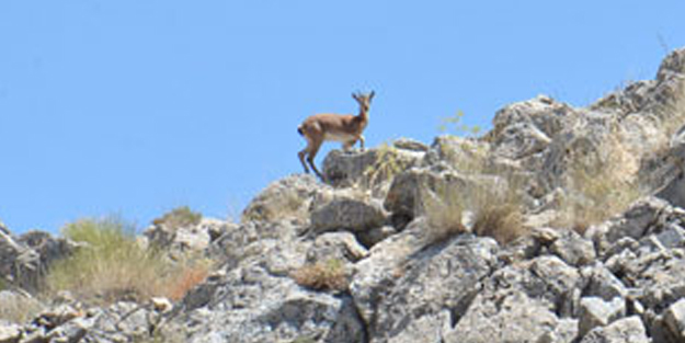 100 yıl sonra ilk kez görüldü!
