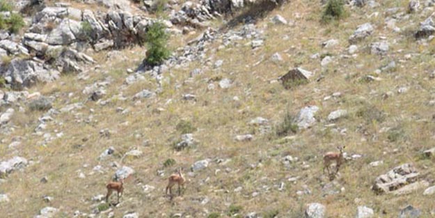 100 yıl sonra ilk kez görüntülendiler!