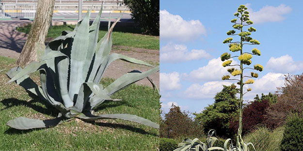 Bu bitkiyi koparan yandı!