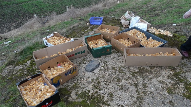 1000 civcivi tarlaya terkettiler