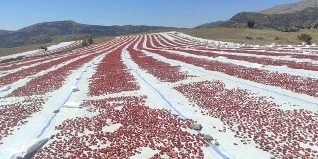 100’den fazla ülkeye gidiyor! Deneme amaçlı yapıldı sonuç inanılmaz