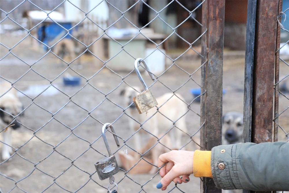 100’e yakın köpeği beslemeye gittiklerinde şok yaşadılar 