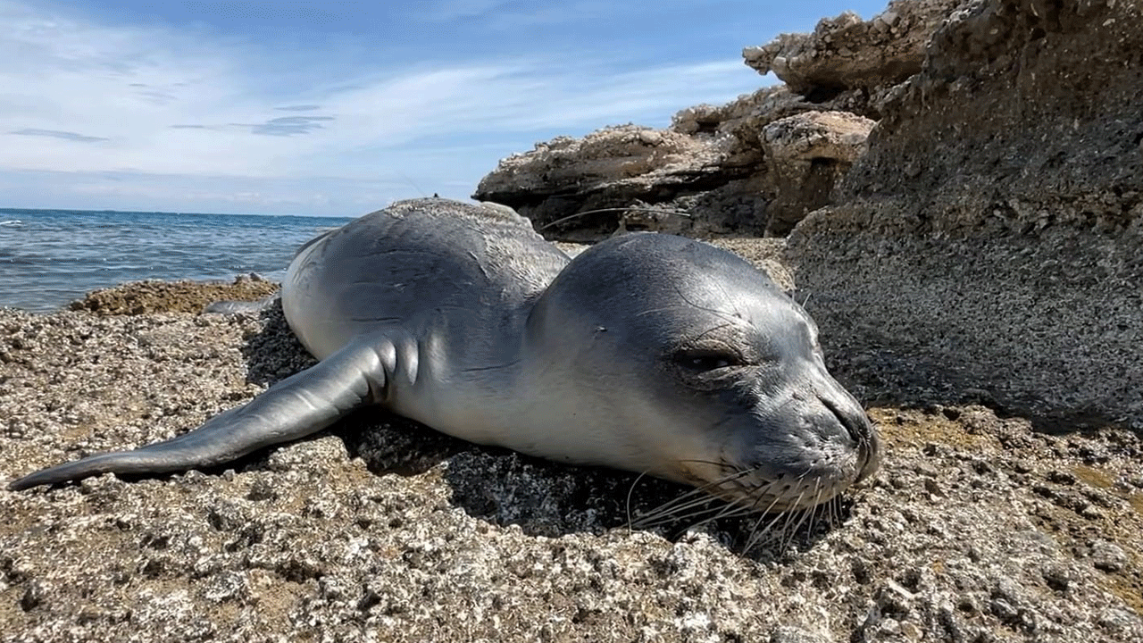 101 gün tedavi edilip denize bırakılmıştı, 18 gün sonra ölü bulundu