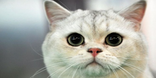 11 yıldır kayıp olan kedi, sahibini buldu