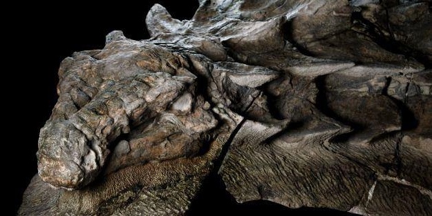 110 milyon senelik 'ejderha' bulundu