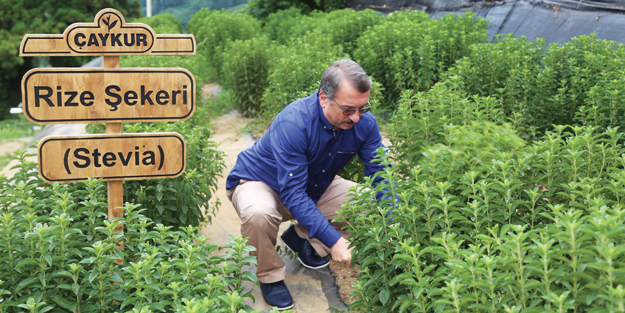 110 ülkede Türk çayı içiliyor