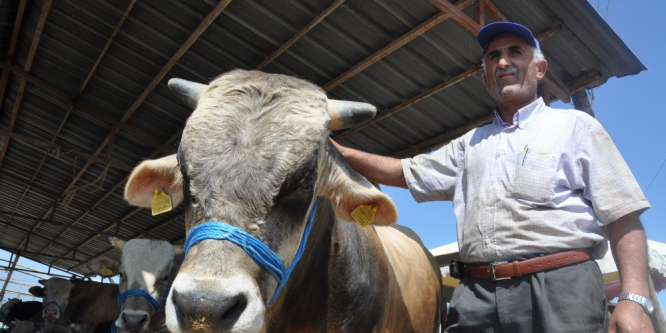 Kurbanlıklar pazara indi