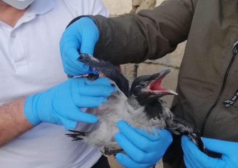 112 Acil Çağrı Merkezine karga ihbarı 