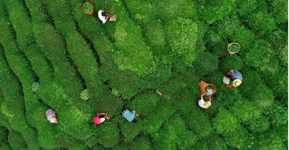 112 ülkede Türk çayı içiliyor