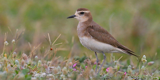 113 yıl sonra ilk kez Hatay'da görüldü!