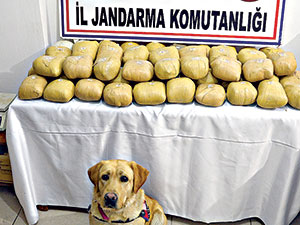 Kar altından esrar çıktı