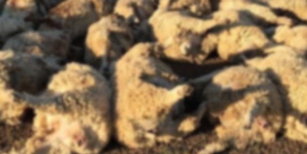 Köpeklerin kovaladığı koyunlar bakın ne oldu...