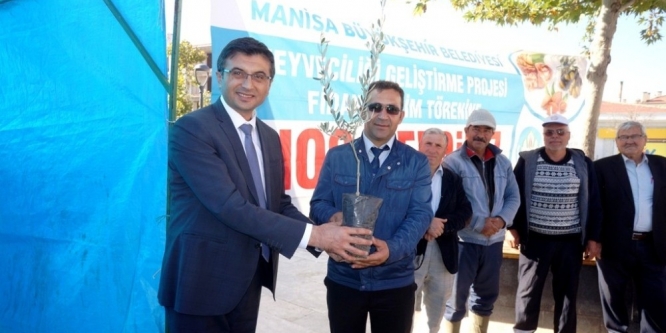 Sarıgöl’de çiftçilere zeytin desteği