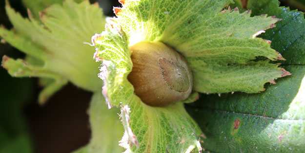 118 ülkeye fındık ihraç ediyoruz