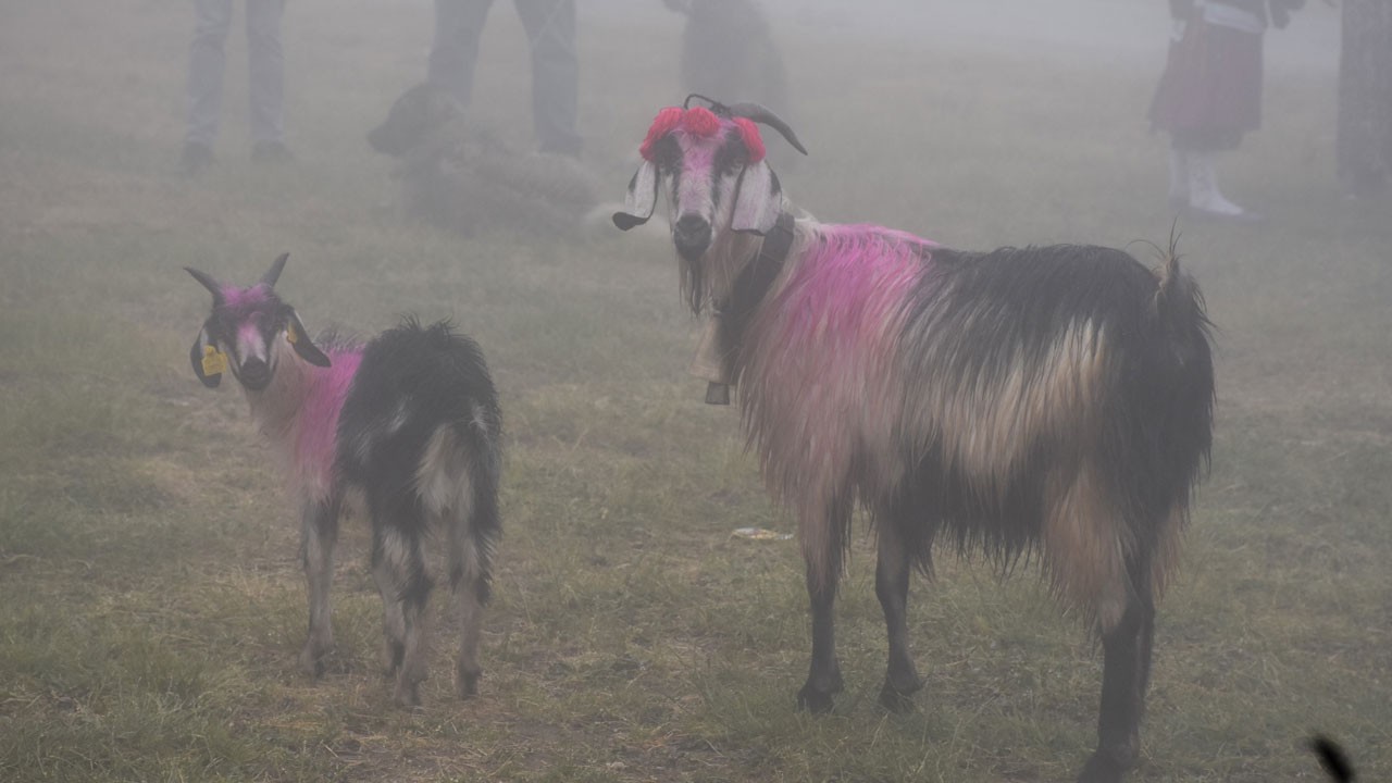 118 yıldır hayvanlar gelin gibi süsleniyor! Asırlık göç yeniden başladı