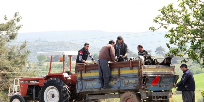 Damızlık kıl keçisi tekeleri üreticilere dağıtılıyor