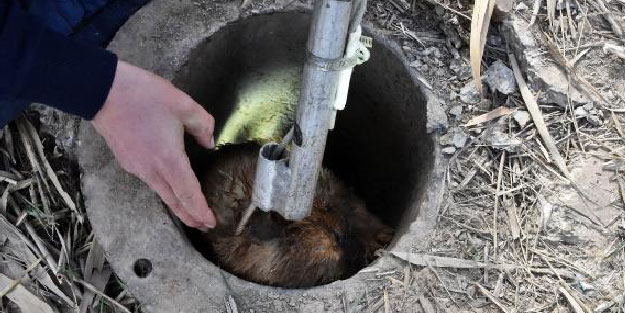 12 metre derinliğindeki sondaj kuyusuna düşen yavru köpek kurtarıldı
