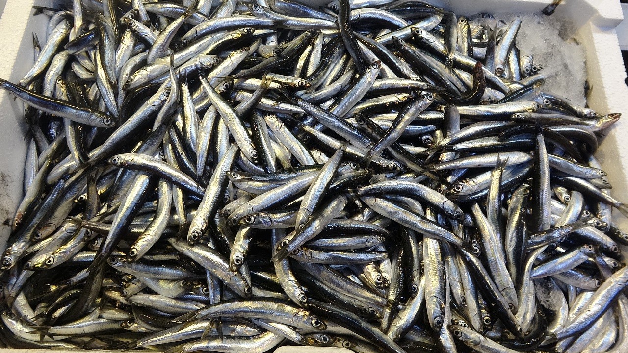 12 milyon doların üzerinde döviz girdisi! Palamut yurtta kaldı hamsi ihracat rekoru kırdı