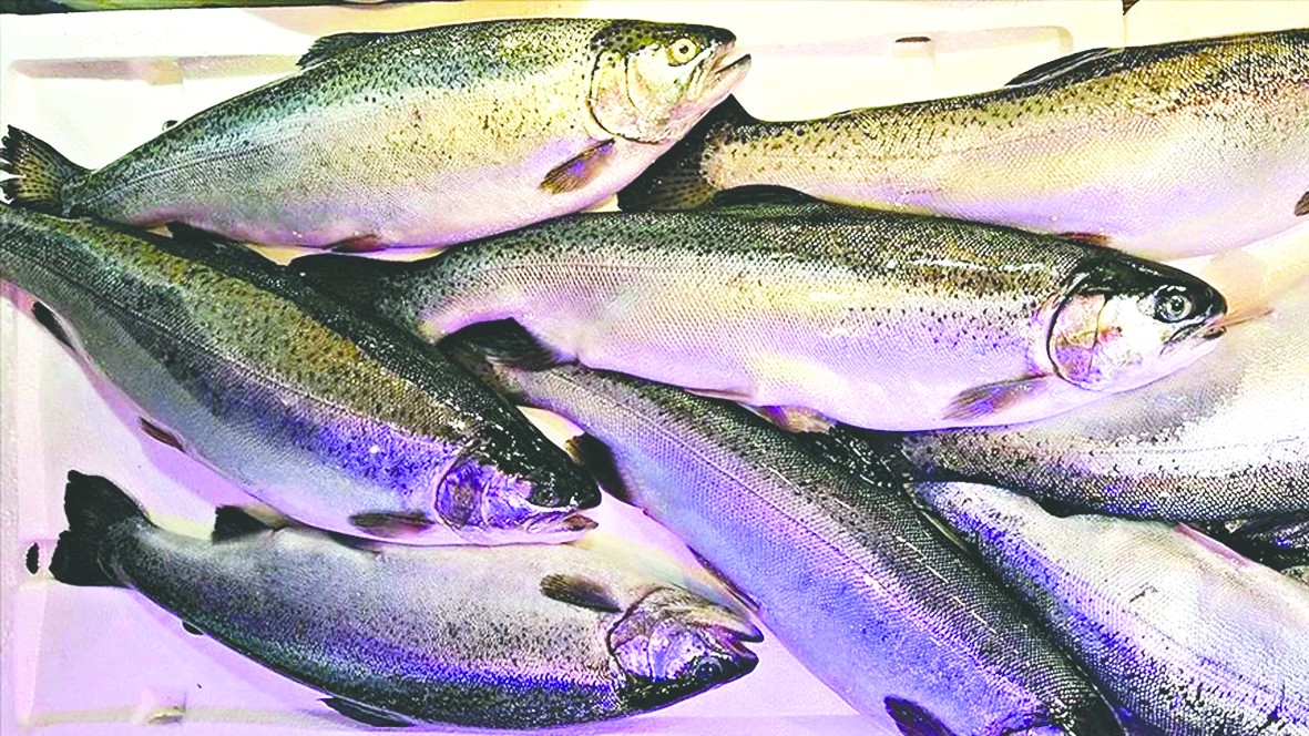 12 ülkeye Türk somonu sattık