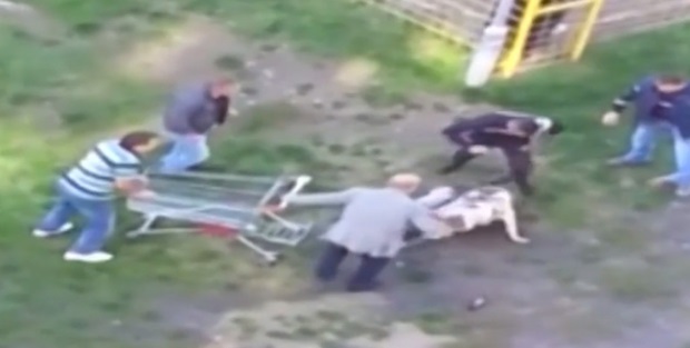 12 Yaşındaki çocuğun pitbull kabusu