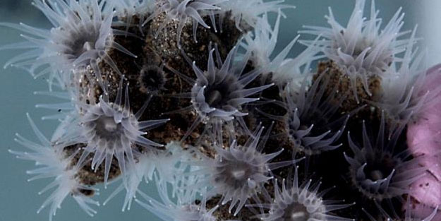 12 yeni canlı türü keşfedildi