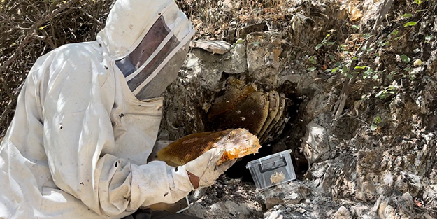 12 yıl önce Cilo Dağı'nda keşfettiği kaya balının kilosu dudak uçuklattı!