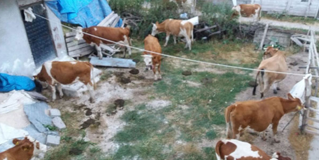 120 bin TL'lik soygun! Hepsini bir gecede çaldılar